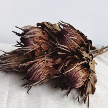 Dried Protea Cynaroides for Flower Arrangement
