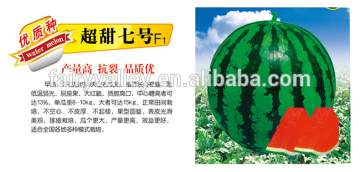 High Sweetness Chinese Hybrid F1 Sweet Watermelon Seeds For Growing-Super Sweet NO.7 F1
