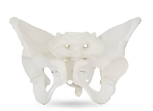 Adult Female Pelvic Structure Model