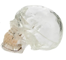 Transparent skull with tooth nerve blood vessel model