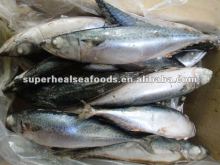 Scomber scombrus Frozen pacific mackerel