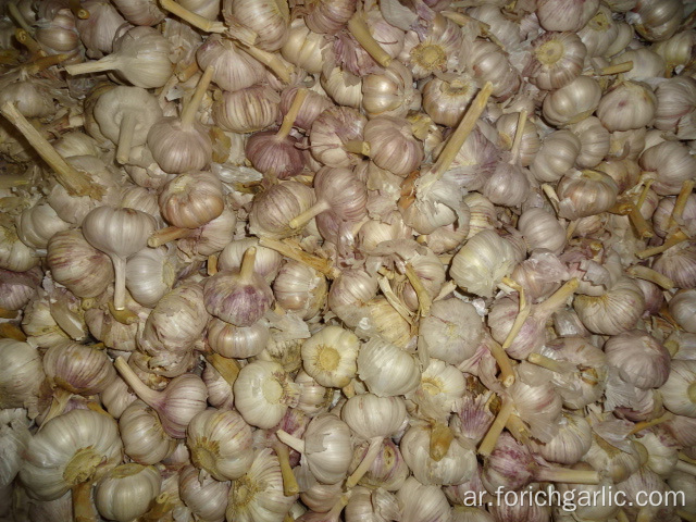 The Garlic Fresh New Crop 2019