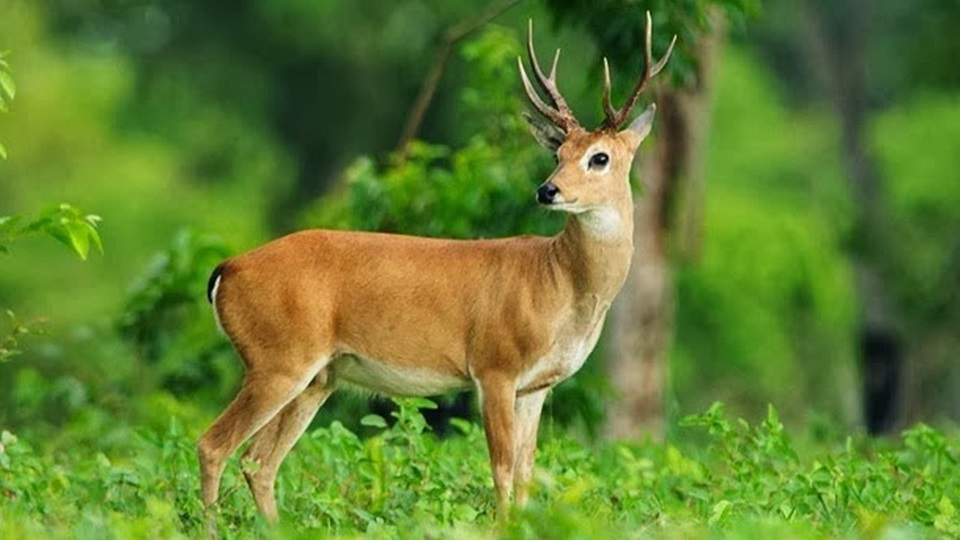 Deer-Photos-Free-download