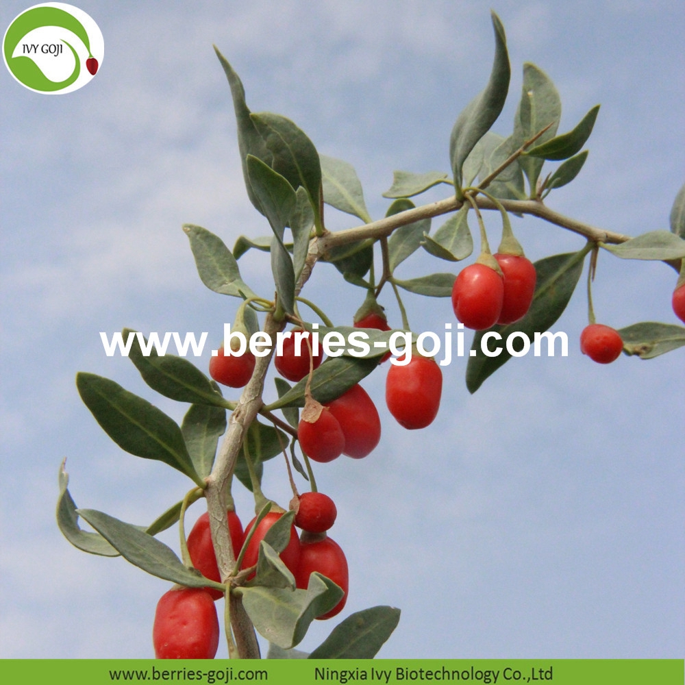 organic goji berry