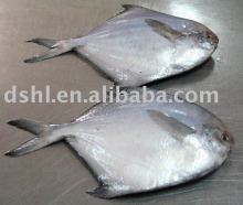 white pomfret