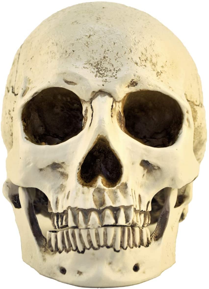 1: 1 Hars Skull Head Model