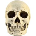 1:1 Resin Skull Head Model