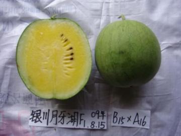 Hybrid yellow fresh  watermelon seeds