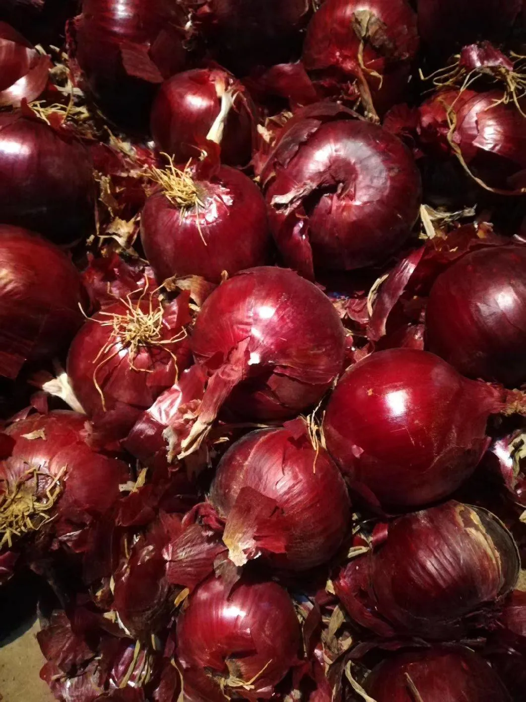 New High Quality Fresh Onion Wholesale Price