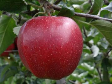 First Class Grade A quality apple