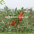 Gros Super Food Améliorer la vue Zhongning Goji baies