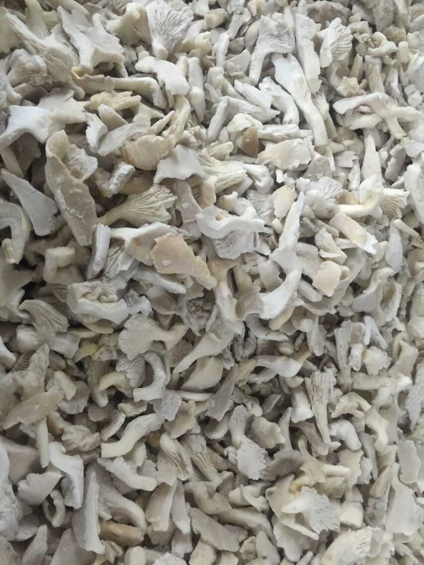 Price Of The Frozen King Oyster Mushroom