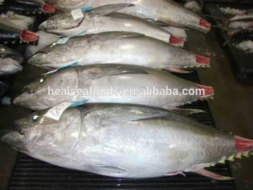 Whole Yellow Fin Tuna From China