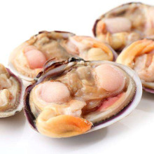 Frozen Boiled Frozen Short Necked Clam with Shell