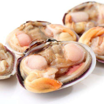 Frozen Boiled Frozen Short Necked Clam with Shell