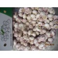 Hot Sale 2019 Knoblauch