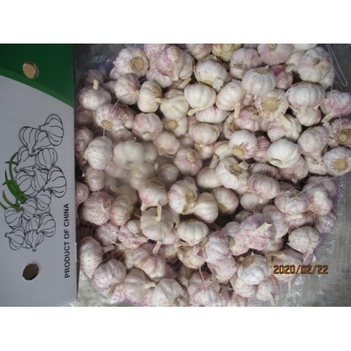 Hot Sale 2019 Garlic