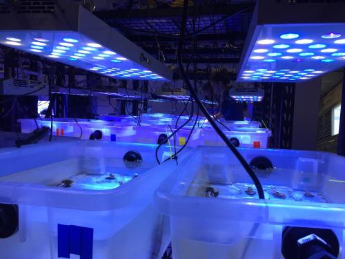 Acquario LED bianco e blu per serbatoio Fish Reef