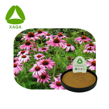 Echinacea purpurea extrait les polyphénols en poudre