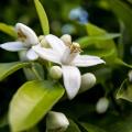 ฉลากส่วนตัวน้ำมันหอมระเหยน้ำมัน Neroli สำหรับการนวดเทียน