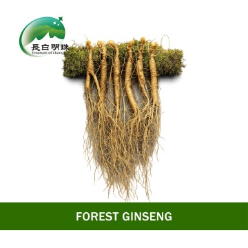 High Purity Healthy Ginseng Root