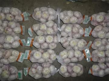 How To Keep Garlic Fresh