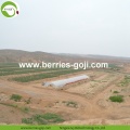 Factory Supply Fruits Διατροφή Νέα συγκομιδή Goji Berry