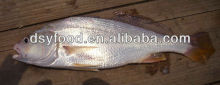 Silver Croaker