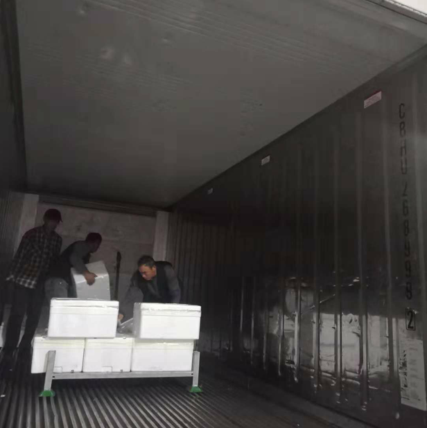 Chinese quality broccoli supply / fresh vegetable export