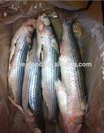 wholesale goods from china mullet