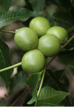 Organic walnuts in children