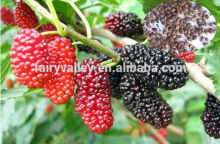High Germination Rate Mulberry tree seeds For Planting