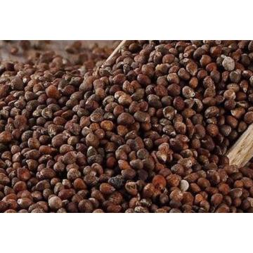 Perilla High Quality Seeds