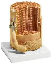 Skeletal muscle fibers and enlarged model of motor endplate