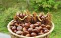 Tanaman baru segar dan chestnut berkualitas baik