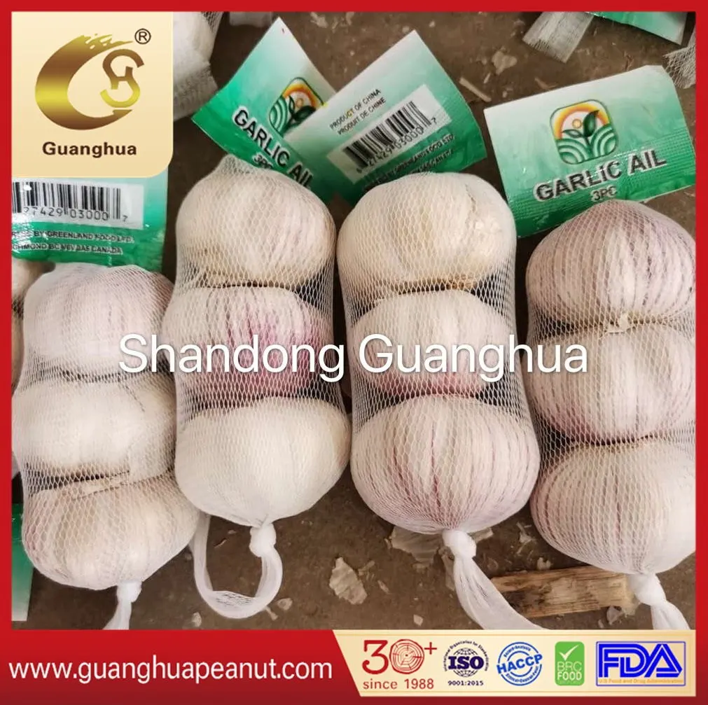 Wholesale Price Best Quality Fresh Garlic From China