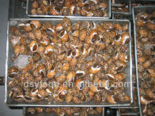 Frozen Tiger Snail