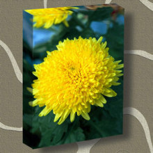 Printed wrap canvas painting