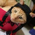 Pet musim dingin anjing kucing rajutan topi berbentuk Braid gadis cantik
