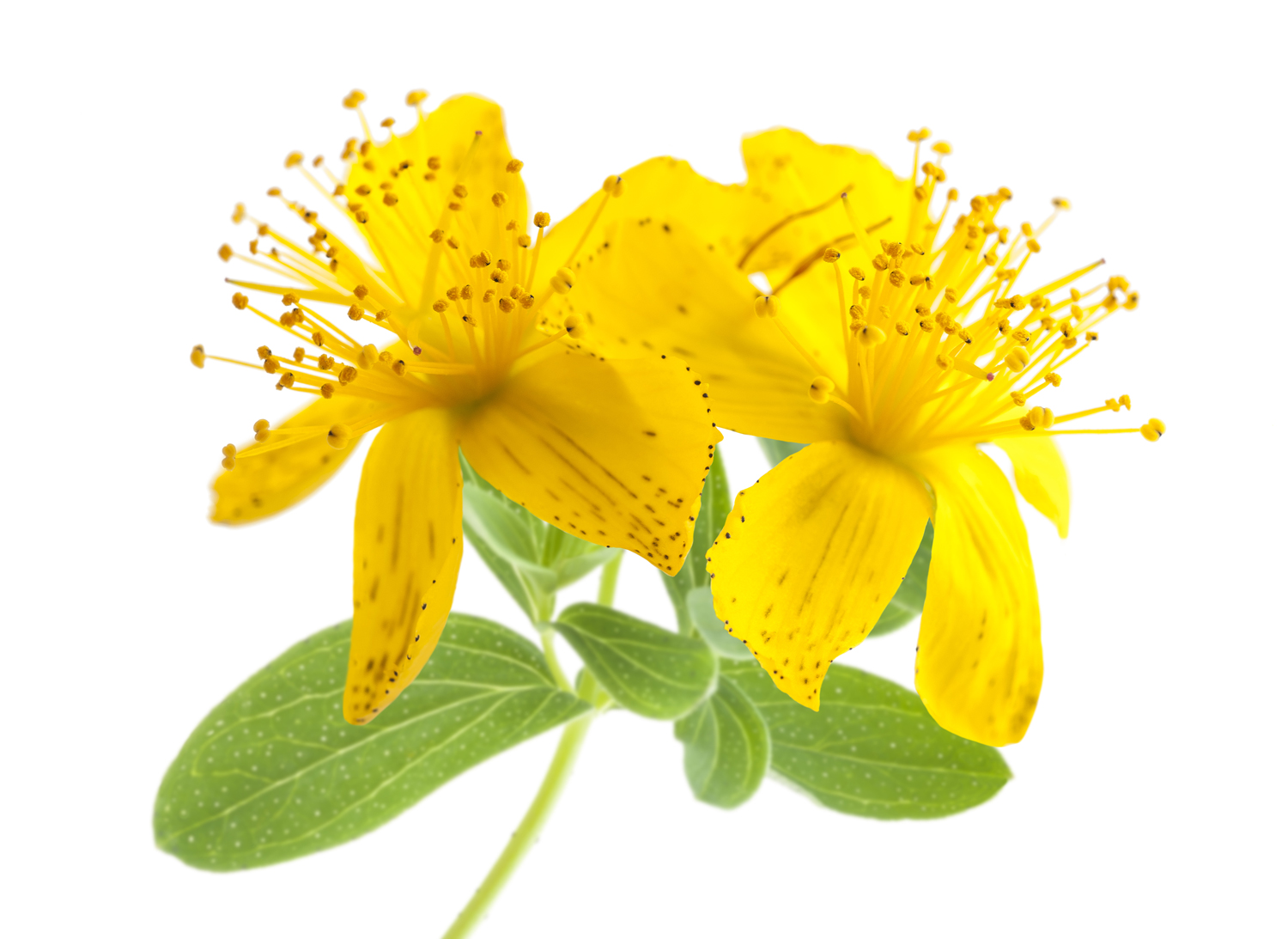 st-johns-wort