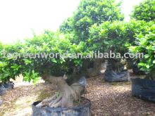 Ficus microcarpa cliff shape