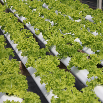 Grandes cultures hydroponiques avec des plantations sans terre