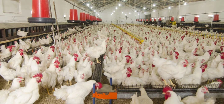 IP66 Szamb Poultry Farm Bulb with CE, ETL, UL, RoHS