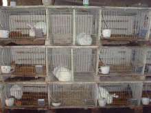 High quality rabbit farming equipment
