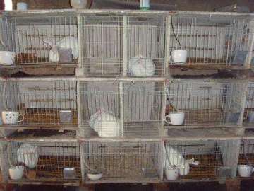 Industrial breeding rabbit cage