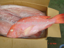 Red Snapper For Sale