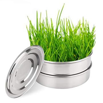 Growing Trays for Organic Broccoli Sprouts and Wheat Grass