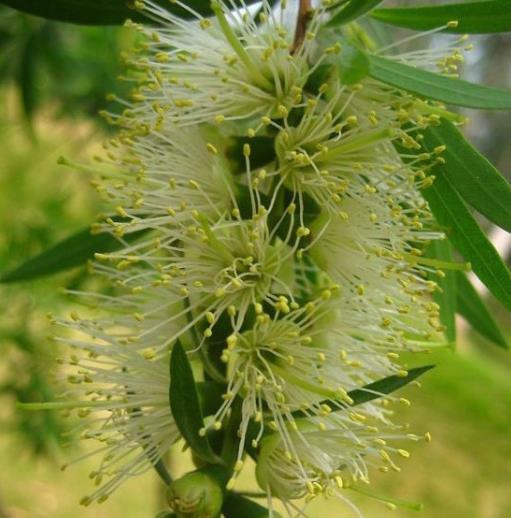 niaouli Melaleuca quinquenervia var. huile de cinéole