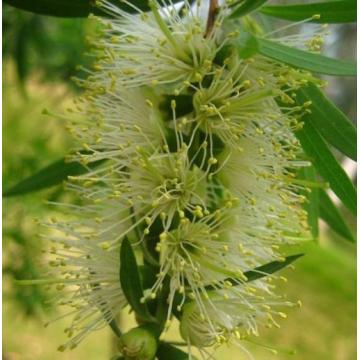 niaouli Melaleuca quinquenervia var. olej cyneolowy