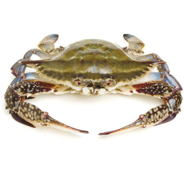 frozen crab blue swimming sea live crab